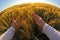 Hands with spikelets of wheat against the setting sun