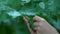 Hands stroking green leaves, gardening and maintenance of tree health, ecology