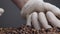 Hands taking handful coffee beans closeup. Person checking quality roasted seeds