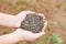 Hands with taking seeds - nuts or bean seed on hand for plantation cultivation