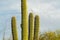 Hands of a tall saguaro cactus with visible green ridges and spikes on rough exterior texture with natural vegetation