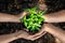 Hands team work and family holding young plants on the arid soil and cracked ground or dead soil