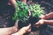 Hands team work and family holding young plants on the arid soil and cracked ground or dead soil in the nature park