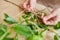 Hands tie bow of raffia as floral decoration