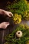 Hands tieing a bunch of herbs - Hypericum perforatum or St johns wort herb harvesting