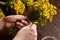 Hands tieing a bunch of herbs - Hypericum perforatum or St johns wort herb harvesting