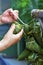 Hands Tighten the String to Make Zongzi, Traditional Chinese Rice Dumplingrs