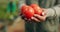 Hands, tomato harvest and closeup at farm, vegetable or growth for results, product or sustainability in agriculture