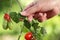 Hands touch plant of cherry tomatoes control quality and cure