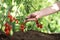 Hands touch plants of cherry tomatoes control quality and cure