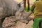 Hands of a tourist feeding Baraka, the blind Black Rhino & x28;Diceros bicornis& x29; at Ol Pejeta Conservancy, Nanyuki, Kenya