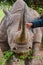 Hands of a tourist feeding Baraka, the blind Black Rhino & x28;Diceros bicornis& x29; at Ol Pejeta Conservancy, Nanyuki, Kenya