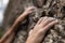 Hands of a traditional rock climber