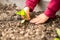 Hands transplanting a young green seedling