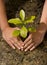 Hands and tree ground plant