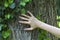 Hands on tree in nature