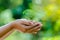 In the hands of trees growing seedlings. Bokeh green Background Female hand holding tree nature field grass Forest conservation