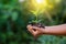 In the hands of trees growing seedlings. Bokeh green Background Female hand holding tree on nature field grass Forest conservation