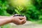 In the hands of trees growing seedlings. Bokeh green Background Female hand holding tree on nature field grass Forest conservation