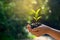 In the hands of trees growing seedlings. Bokeh green Background Female hand holding tree on nature field grass Forest conservation