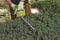 Hands of unknown gardener in colorful gloves are trimming the overgrown green shrub with electric hedge trimmer on sunny