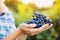 Hands of unrecognizable woman holding bunch of blue grapes