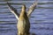 Hands up.Close up duck portrait.