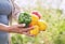 Hands, vegetables and peppers, farming and sustainability with harvest, color and agro business. Closeup, agriculture