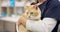 Hands, vet and woman pet cat for care, play and touch in healthcare clinic. Veterinary, cute kitty and closeup of