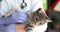 Hands of veterinarian in blue protective gloves stroking gray cat