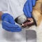 Hands veterinary with a tool examines the diseased teeth with stones in a Corgi dog opening its mouth
