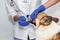 Hands veterinary  with a tool examines the diseased teeth with stones in a Corgi dog opening its mouth