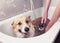 Hands wash puppy dog Corgi with big ears in the bathroom with foam and soap bubbles under the shower jets