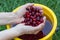 Hands washed cherries