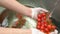 Hands washing cherry tomatoes, slow-mo.