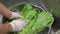 Hands washing lettuce in slow-mo.