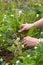 Hands weeding of blooming strawberries