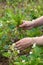 Hands weeding of blooming strawberries