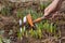 Hands weeding of flower bed