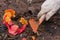 Hands weeding garden bed with rhubarb, closeup