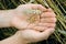 Hands with wheat grains