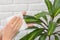 Hands wipe dust with plants with a napkin during cleaning