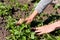 Hands of a Woman Caring on the Garden