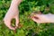 Hands of the woman collecting a gooseberry