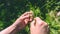 Hands of woman crafting the wreath of chamomile flowers