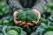 Hands of a woman holding broccoli in the vegetable garden