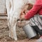 Hands of a woman milks a cow in a Siberian village, Russia