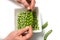 hands of woman peeling fresh organic peas on white table background