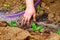 Hands of a woman planting seedlings of vegetables in the garden