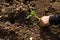 Hands of a woman planting vegetable in garden, Movement of hand planting